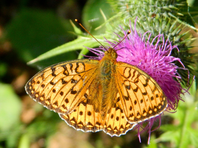 Argynnis (Mesoacidalia) aglaja?